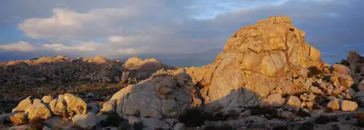 Joshua Tree - The Blob Formation 1