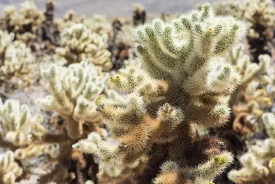 Jumping Cholla Cactus (21960647831)
