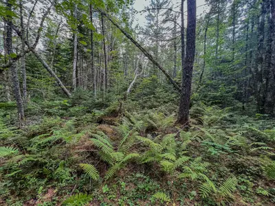 Big Dam Lake Trail - Kejimkujik National Park 2