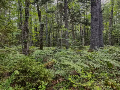 Big Dam Lake Trail - Kejimkujik National Park 4
