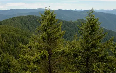 View from Bald Knob Lookout, Rogue River Siskiyou National Forest (23638264870)