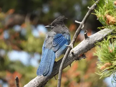 Tower Fall Stellars Jay