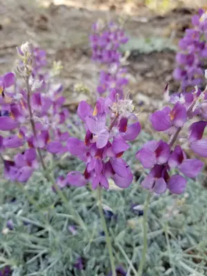 Lupinus excubitus ssp. austromontanus