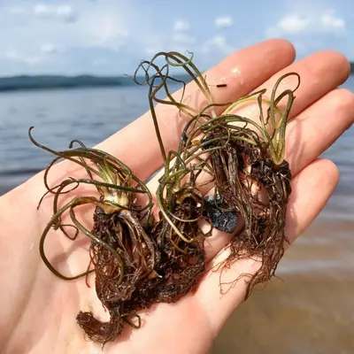 Isoetes macrospora