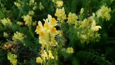 Butter and Eggs on the Sheyenne National Grassland, North Dakota (51902280208)