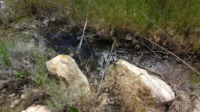 WRCS140B Nance Canyon (early season) (33472304970)