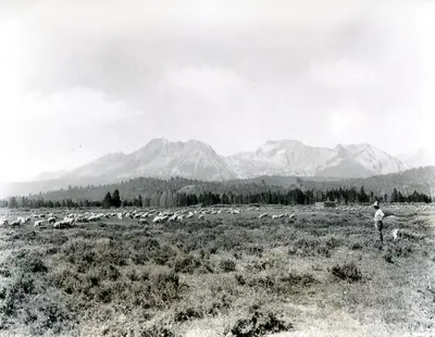 IDAHO-J-0085 Sheep - Stanley Basin
