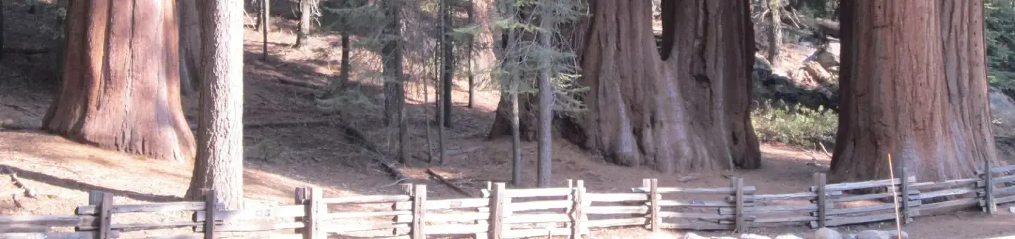 Lost Grove
