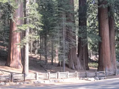 Lost Grove