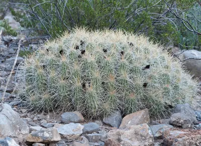 Echinocereus stramineus 3