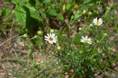 Symphyotrichum trilineatum 5231767