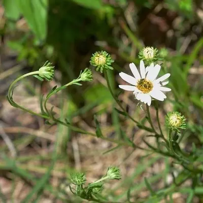Symphyotrichum trilineatum 5231767 (cropped2)