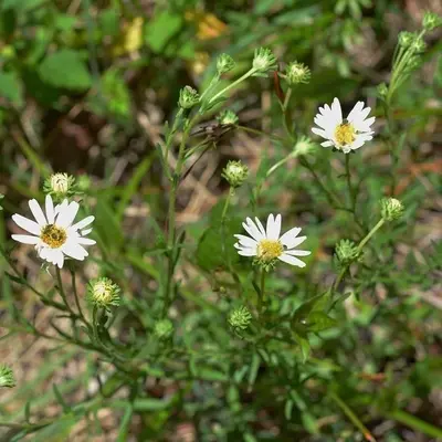 Symphyotrichum trilineatum 5231767 (cropped)