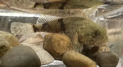 Cottus bairdii 351175733
