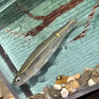 Notropis atherinoides 351103520