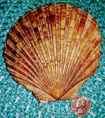 Bottom of Pectinidae fossil South Beach, Oregon
