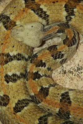 TimberRattlesnake
