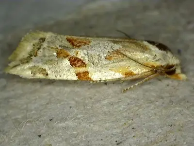 Aethes triassumenta