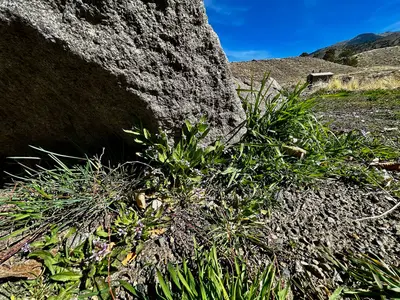 Flowers by a Boulder (55186001998)