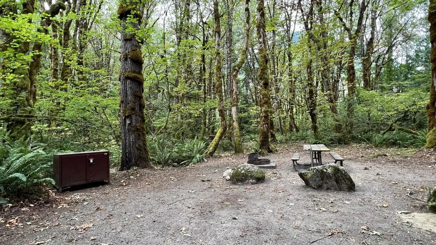 Picnic table, bear box, and fire grate with trees in the background.