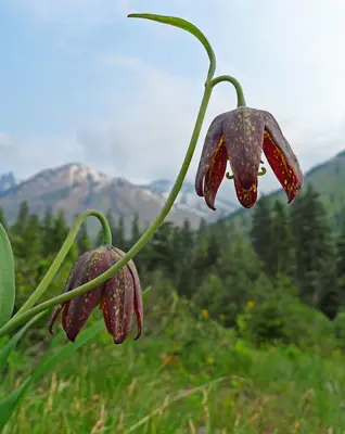 Fritillaria affinis var. affinis 3