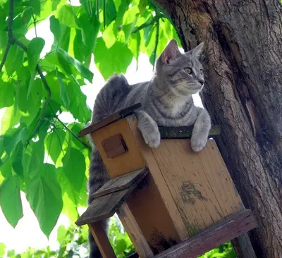 Mdprovost - Chloe as a Kitten - Otter Lake, MI (by-sa)