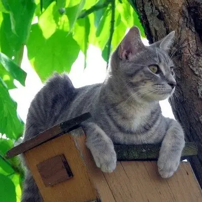 Mdprovost - Chloe as a Kitten - Otter Lake, MI (by-sa) (2008; cropped 2023)