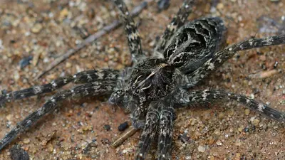 Dolomedes scriptus 8603174