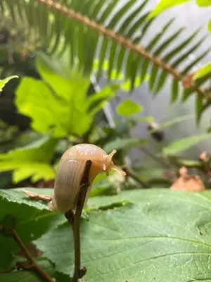 Banana Slug 2