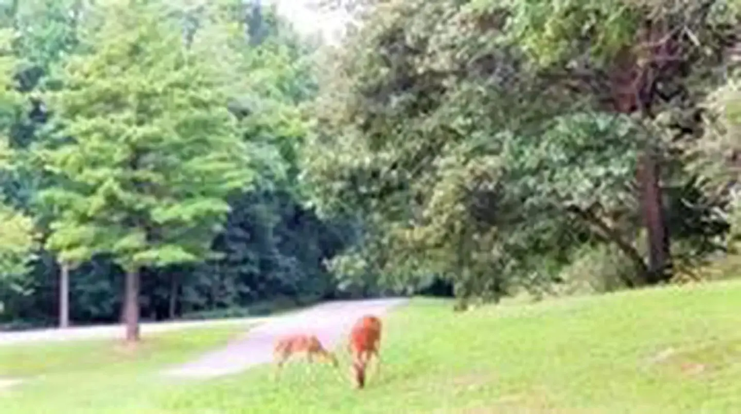 White tailed Deer, South Sandusky Campground