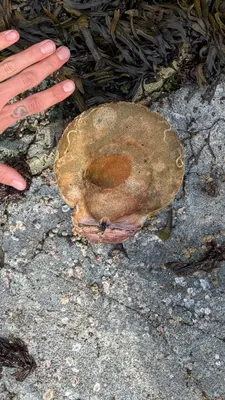 Crassadoma gigantea 494897537