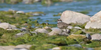 Killdeer (4641152872)