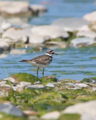 Killdeer (4641152278)