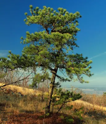 Pitch Pine (8177521786)