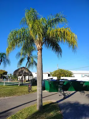 QueenPalmFlorida