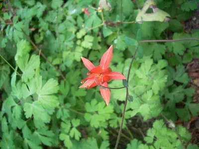 Aquilegia formosa