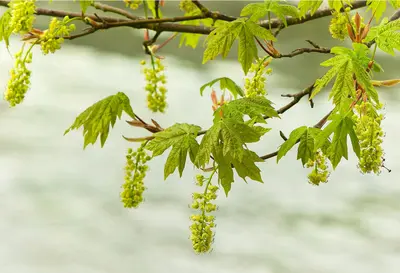 Young maple leaves over water (8637427650)