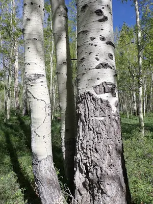 Populus tremuloides - quaking aspen - 52131157867