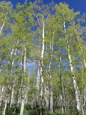 Populus tremuloides - quaking aspen - 52132180706