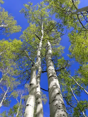 Populus tremuloides - quaking aspen - 52132674755