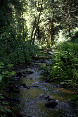 Creek in the forest