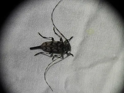 Acanthocinus obsoletus 210208047