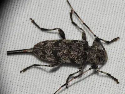 Acanthocinus obsoletus 210208023