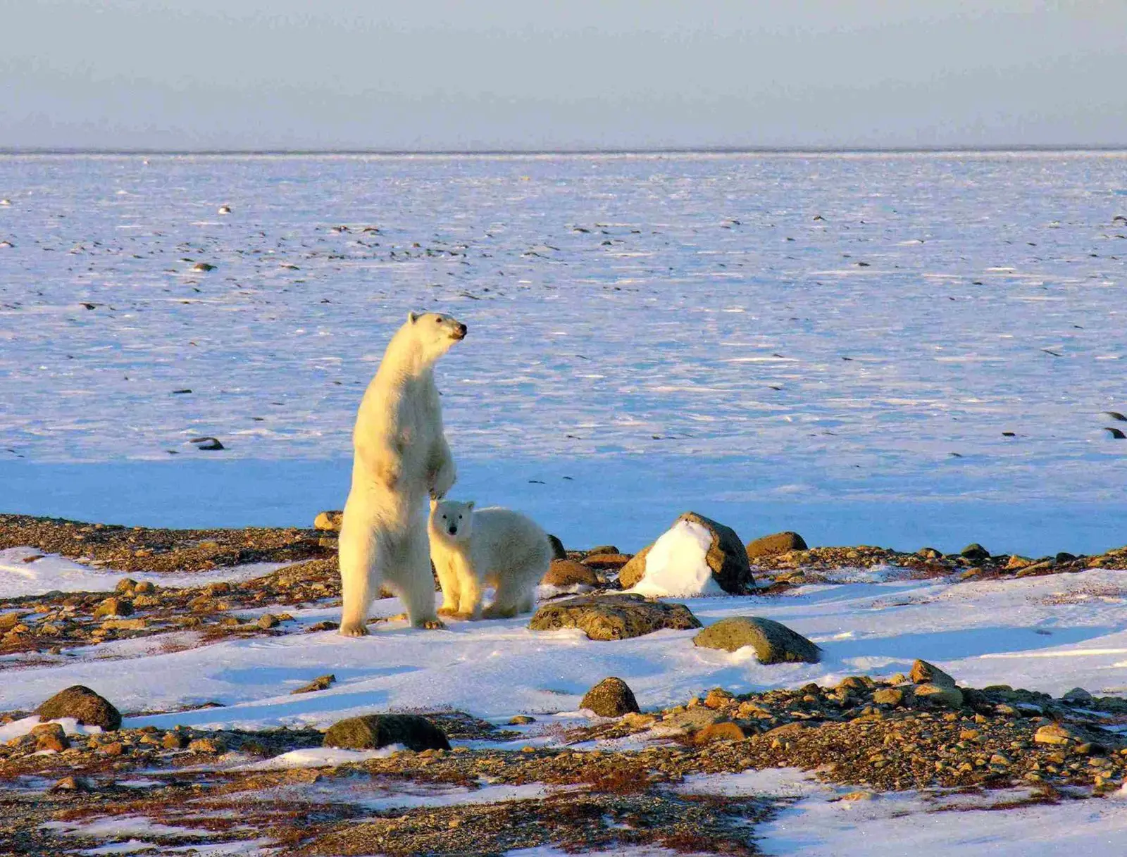Photo of Wapusk National Park