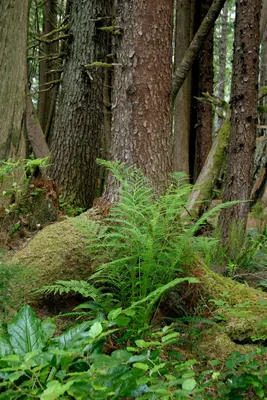 Underbrush - panoramio