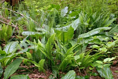 Vegetation - panoramio