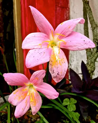 Rain Lily - panoramio