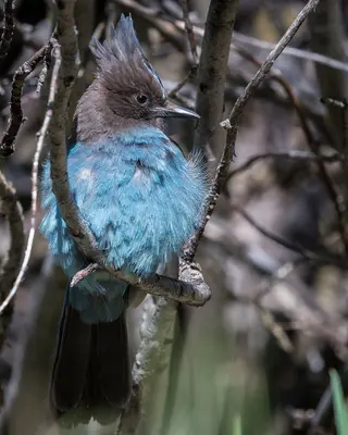 Steller's Jay (Sierra Nevada ssp frontalis), Silver Lake, Mono County (34937959595)