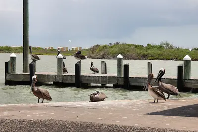 Goose island sp pelicans