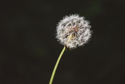 Taraxacum sp. (34705812790)